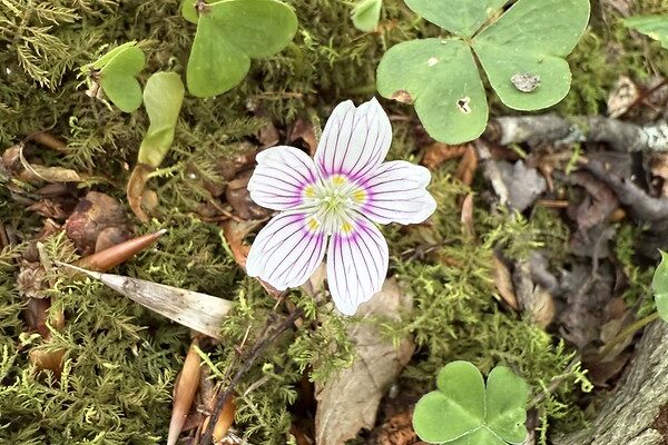 54630863026_46810534bd_c