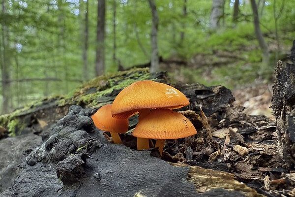 54631083503_04794271f6_c