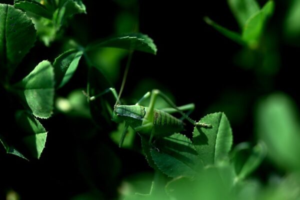 54631170435_b9700bf271_c